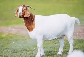 Goat at Albarakat Farm