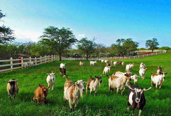 Goats grazing on green pasture