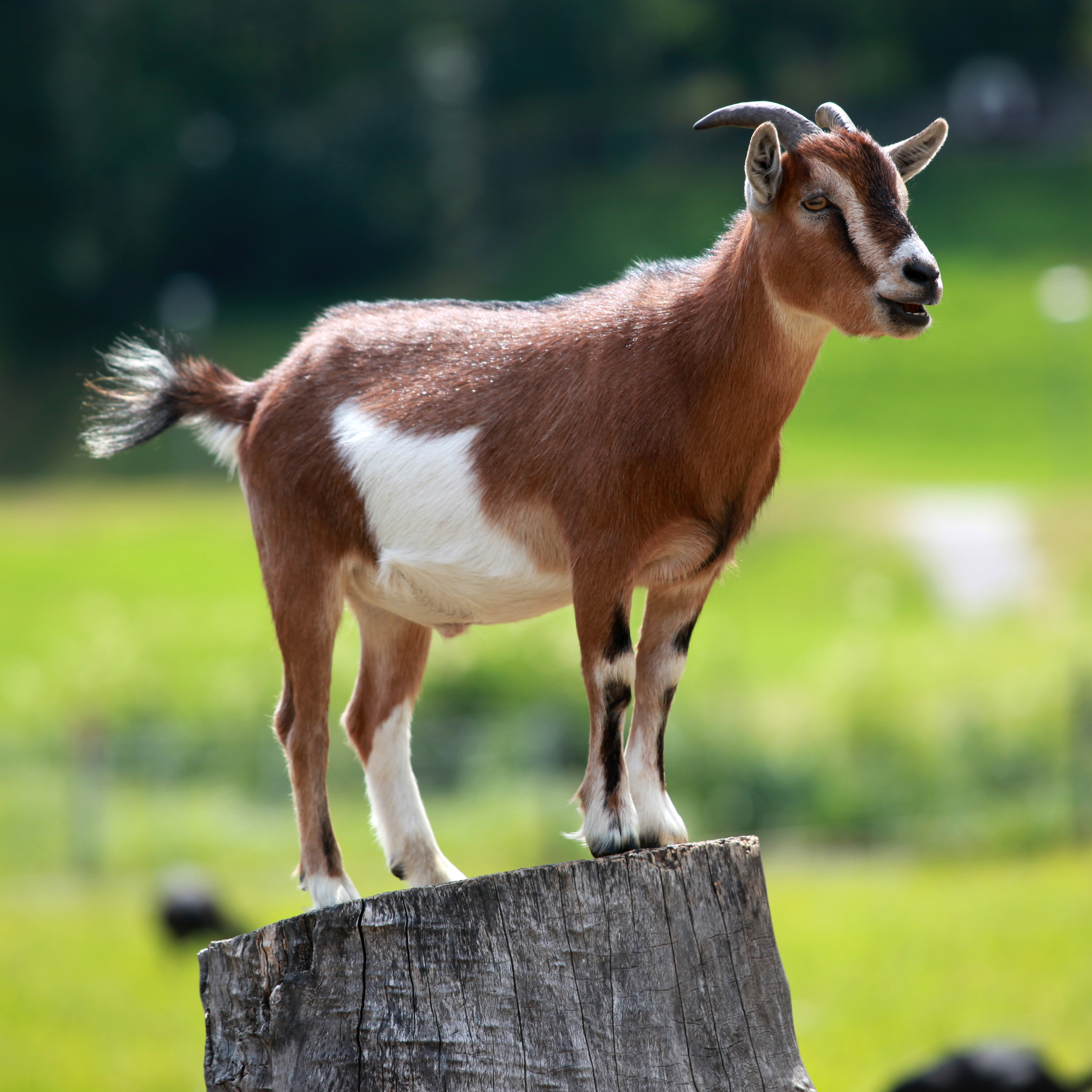 Herd of goats at Albarakat Farm